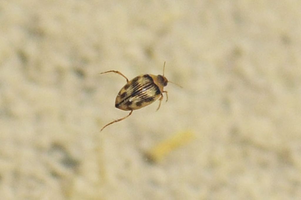 Haliplidae?     S,   Haliplus furcatus